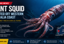 Giant Squid Detected Off Western Australia Coast After 25 Years: Scientists Amazed by Deep-Sea Discovery